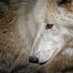 Foto von einem Wolf