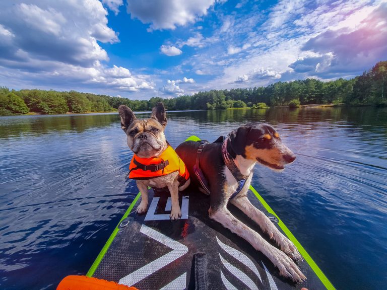 Foto von meinen Hunden mit mir auf einem Stand-Up Paddelboard